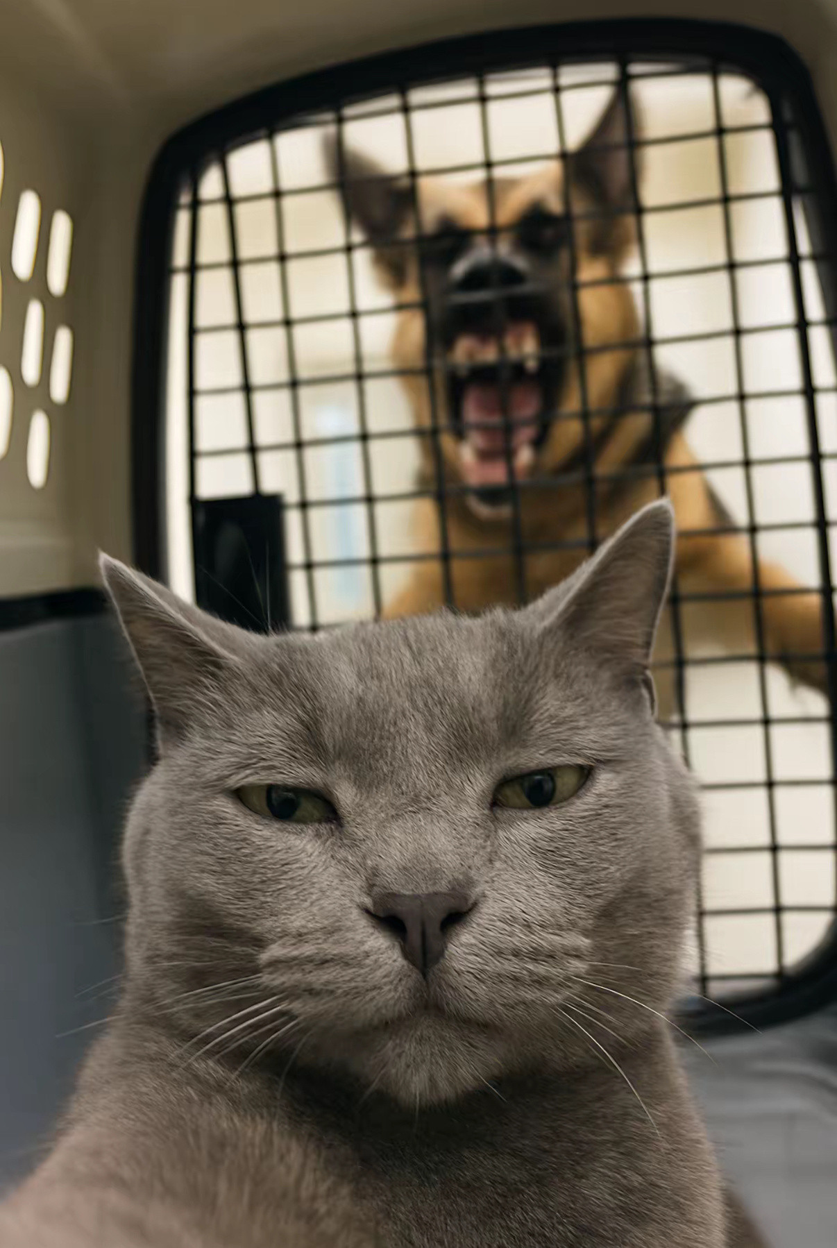 猫咪：你咬我啊，有本事你咬我啊​​​
