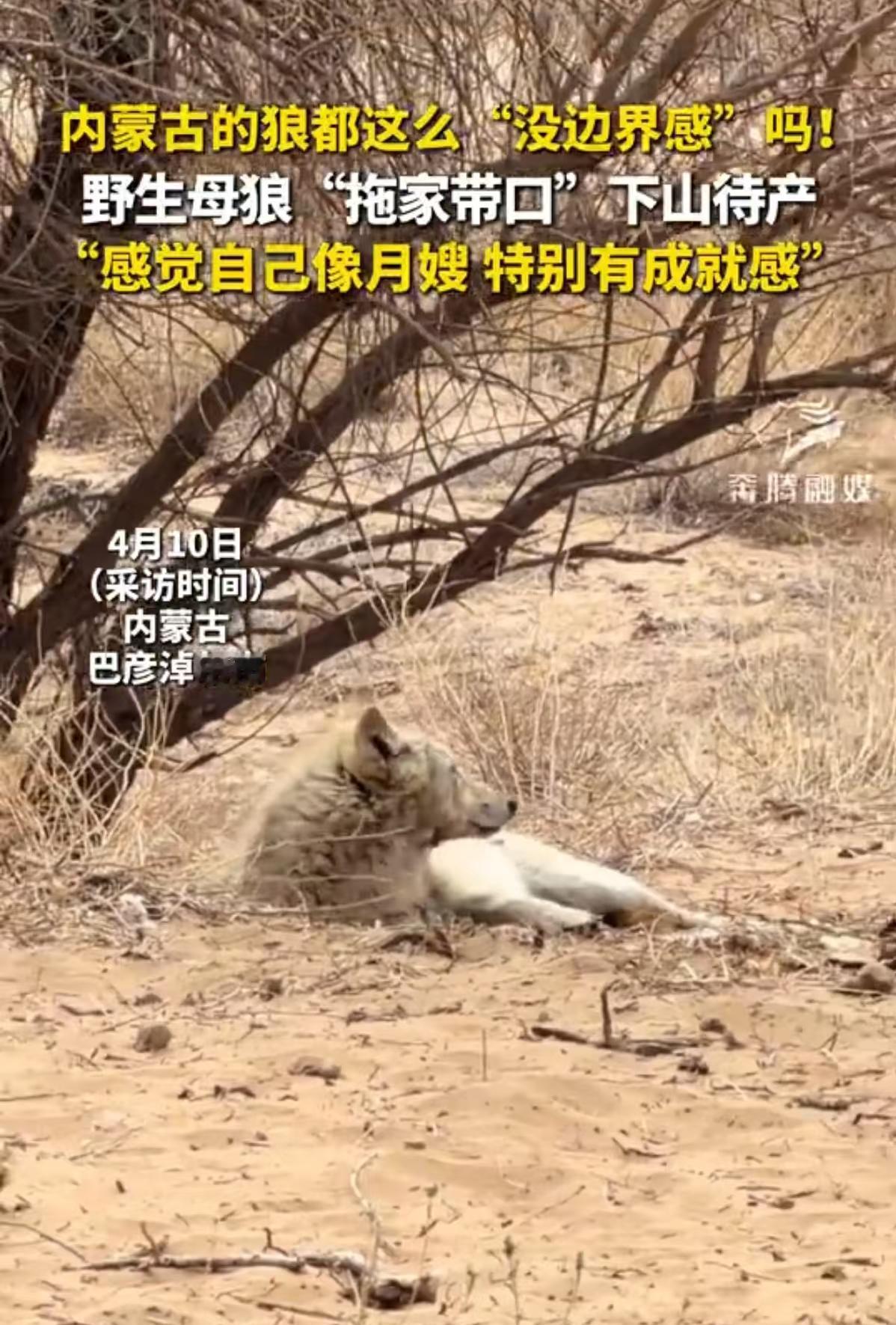 内蒙古的广袤荒野向来遵循着弱肉强食的铁律，偏偏最近在这片土地上上演了一幕打破常规