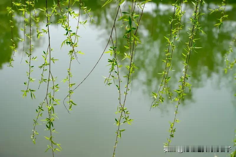 看到“风拂绿柳弄疏影”这个上联，感觉画面感一下子就出来了，微风轻拂绿柳，柳条摇曳