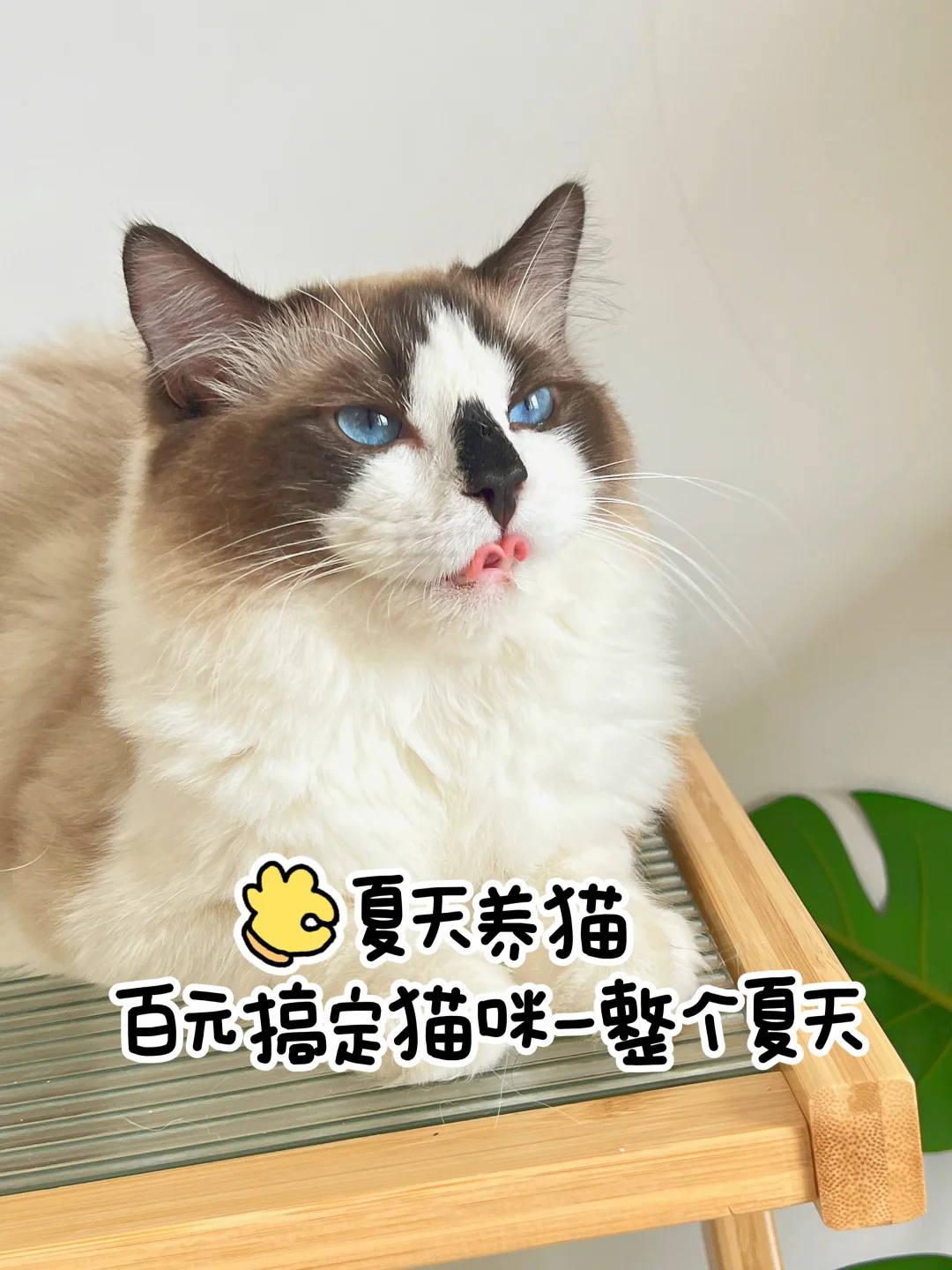 拼哆哆夏日养猫四件套🌞三伏天必备