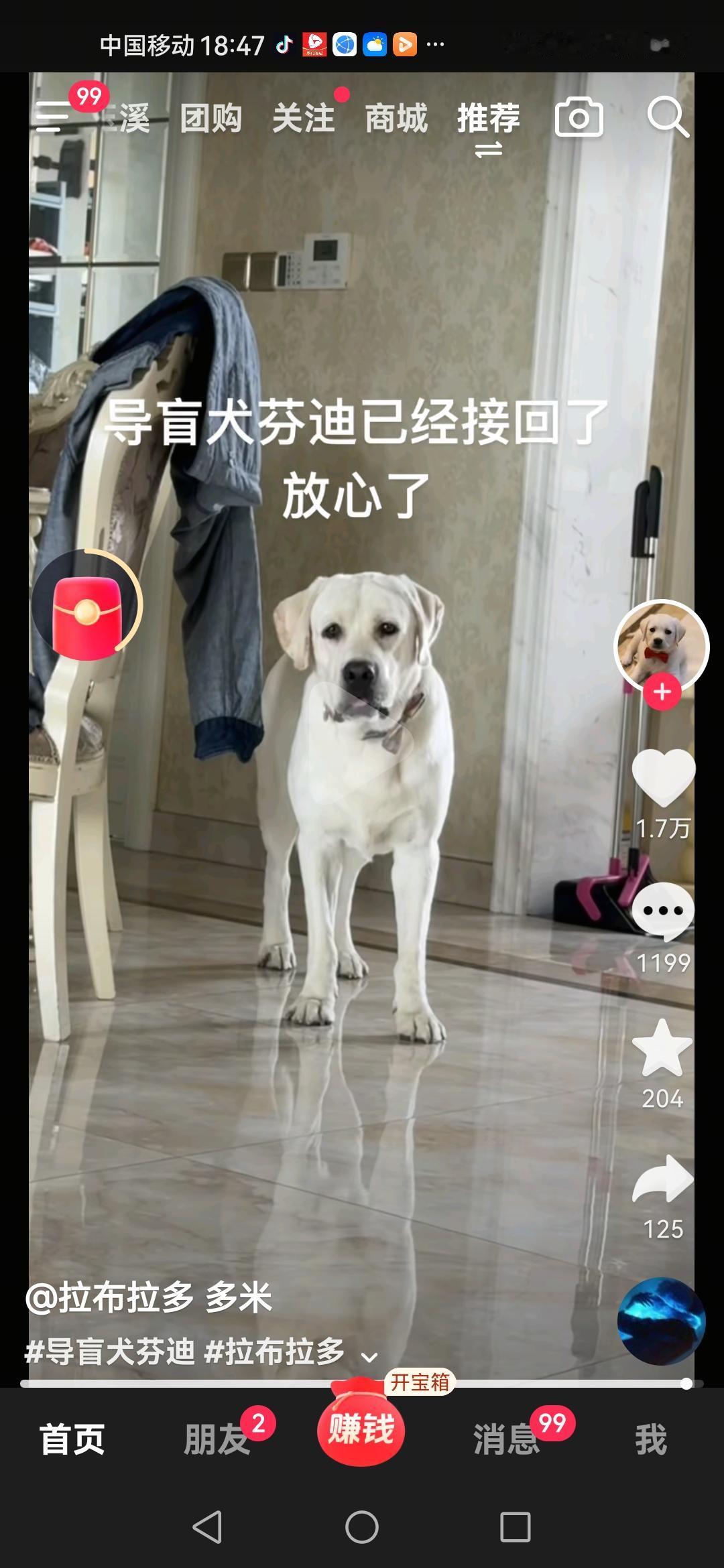 目前没有任何关于芬迪已经被接回大连导盲犬培训基地的官方消息，请网络很多很多自媒体