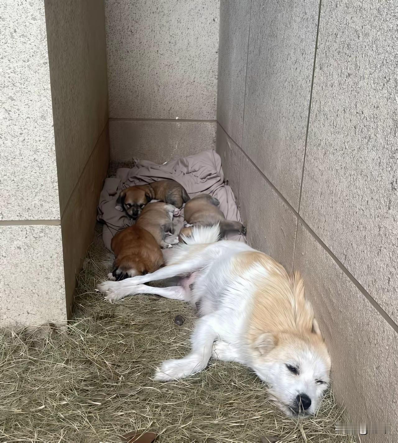 一位阿姨在一家公司当保洁，这天当她打扫到一个角落的时候，看到了令她无比同情的一幕