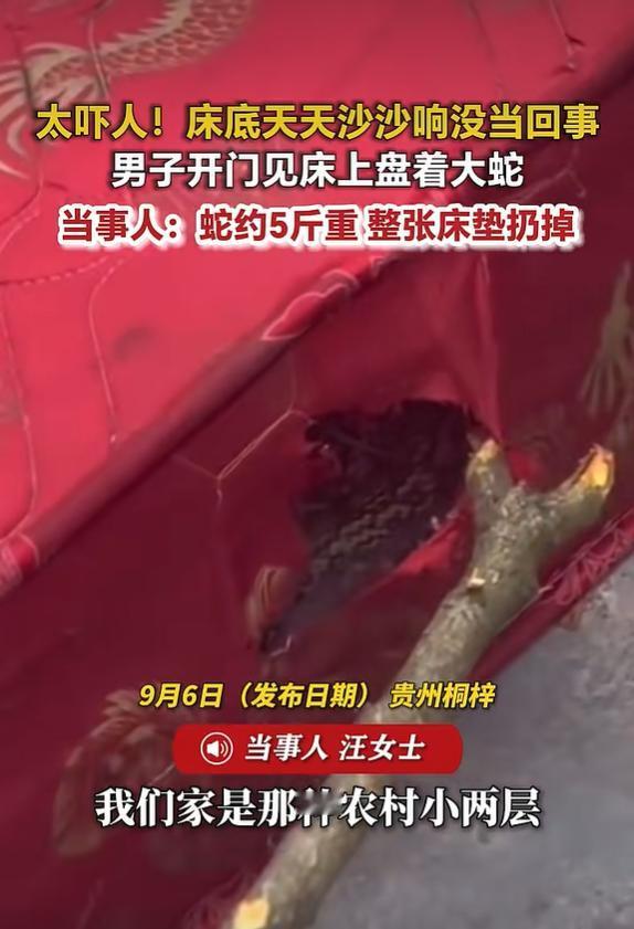 2026‑09‑06荔枝新闻报道，家住贵州桐梓的汪女士一家，最近经历了一件回想