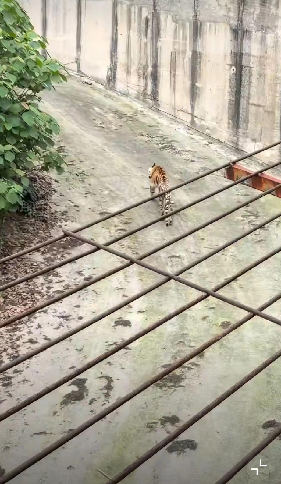 近日，四川内江一动物园，网友实拍瘦骨嶙峋的老虎，这是我见过最瘦的老虎，走道都打晃