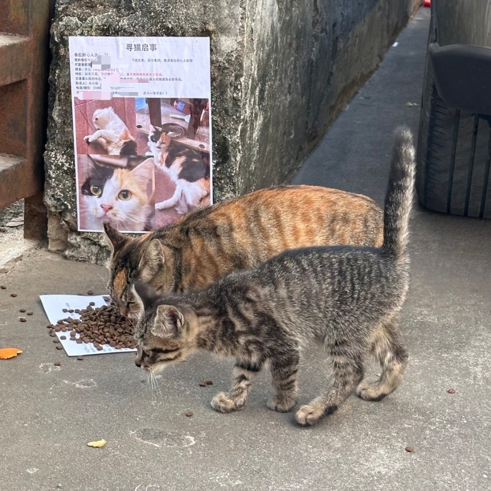 感觉两只狸花猫接了这个失踪寻猫单。哦，走丢的小家伙要被暴揍了……