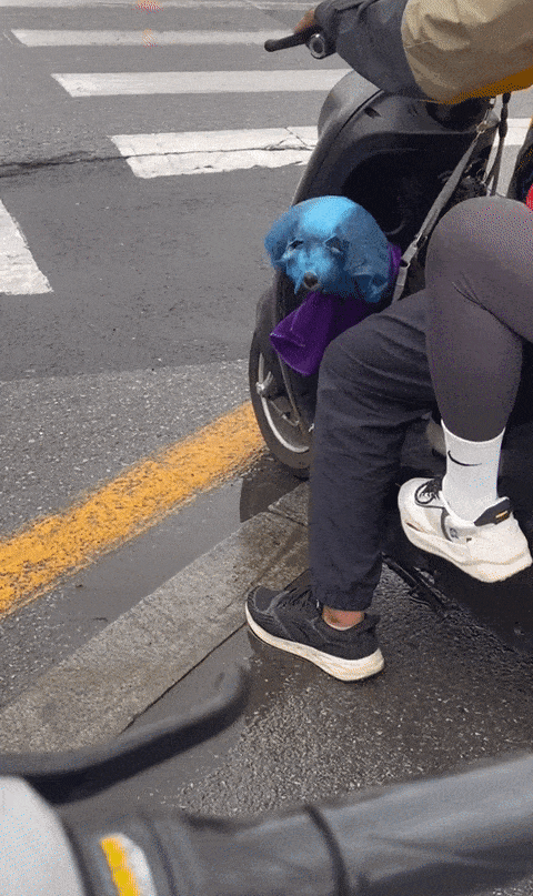 乍一看还以为这狗子变异了