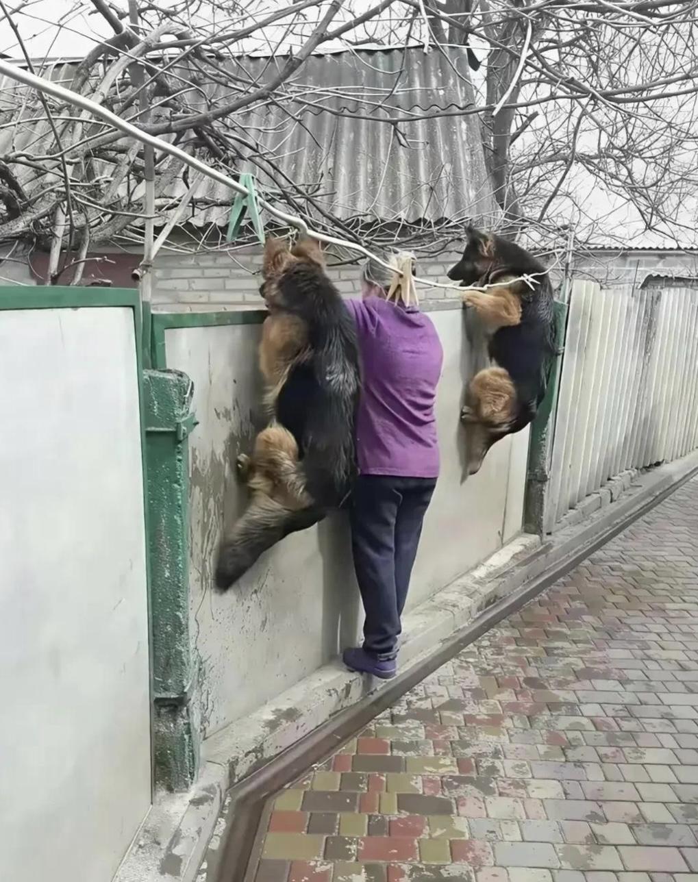 事实证明，任何物种都有好奇心[捂脸哭]