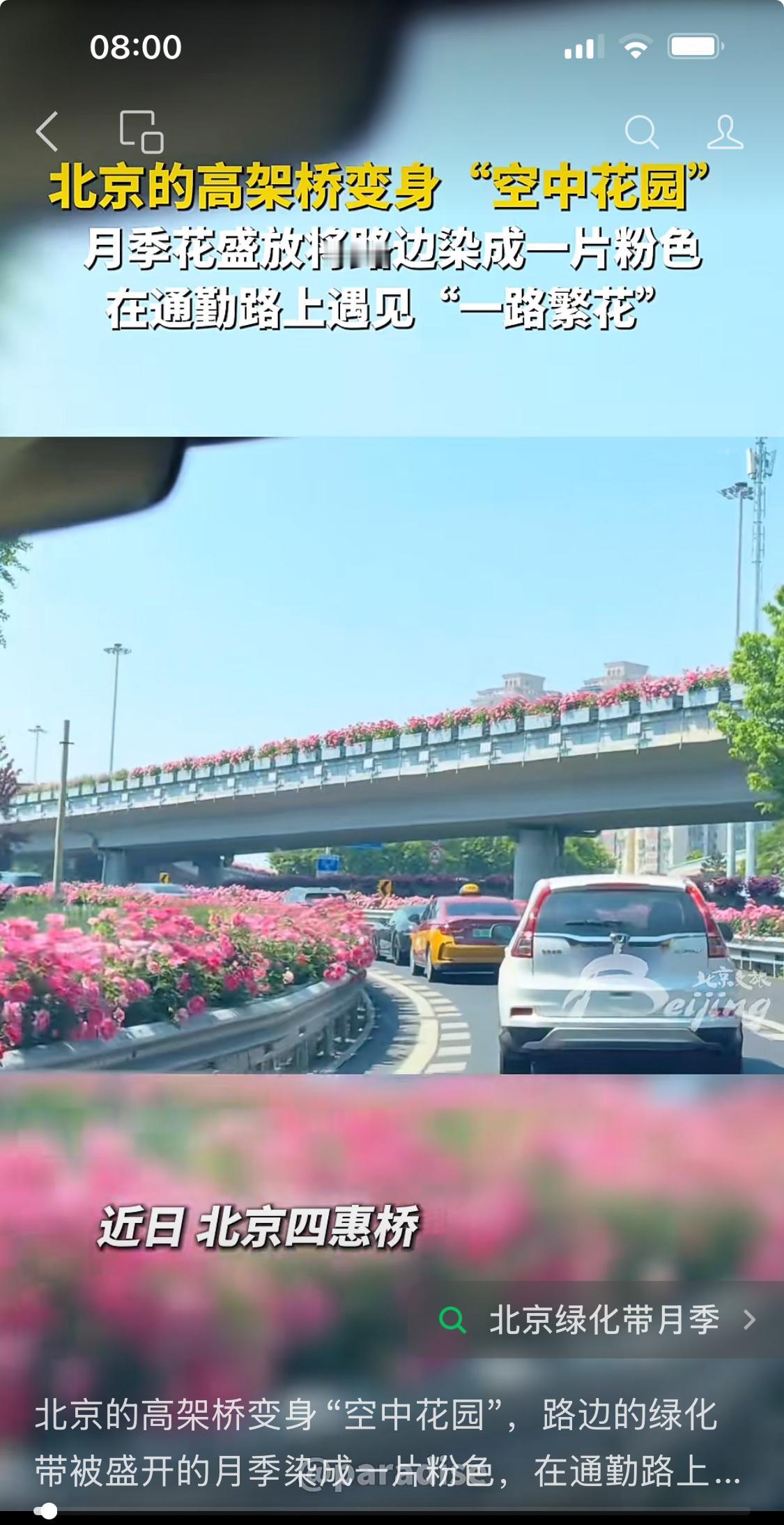 北京的高架桥变身“空中花园”，路边的绿化带被盛开的月季染成一片粉色，在通勤路上就