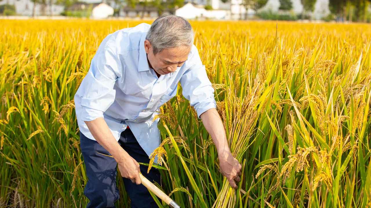 冬瓜浇水有技巧, 保持湿润不积水, 果实硕大品质优