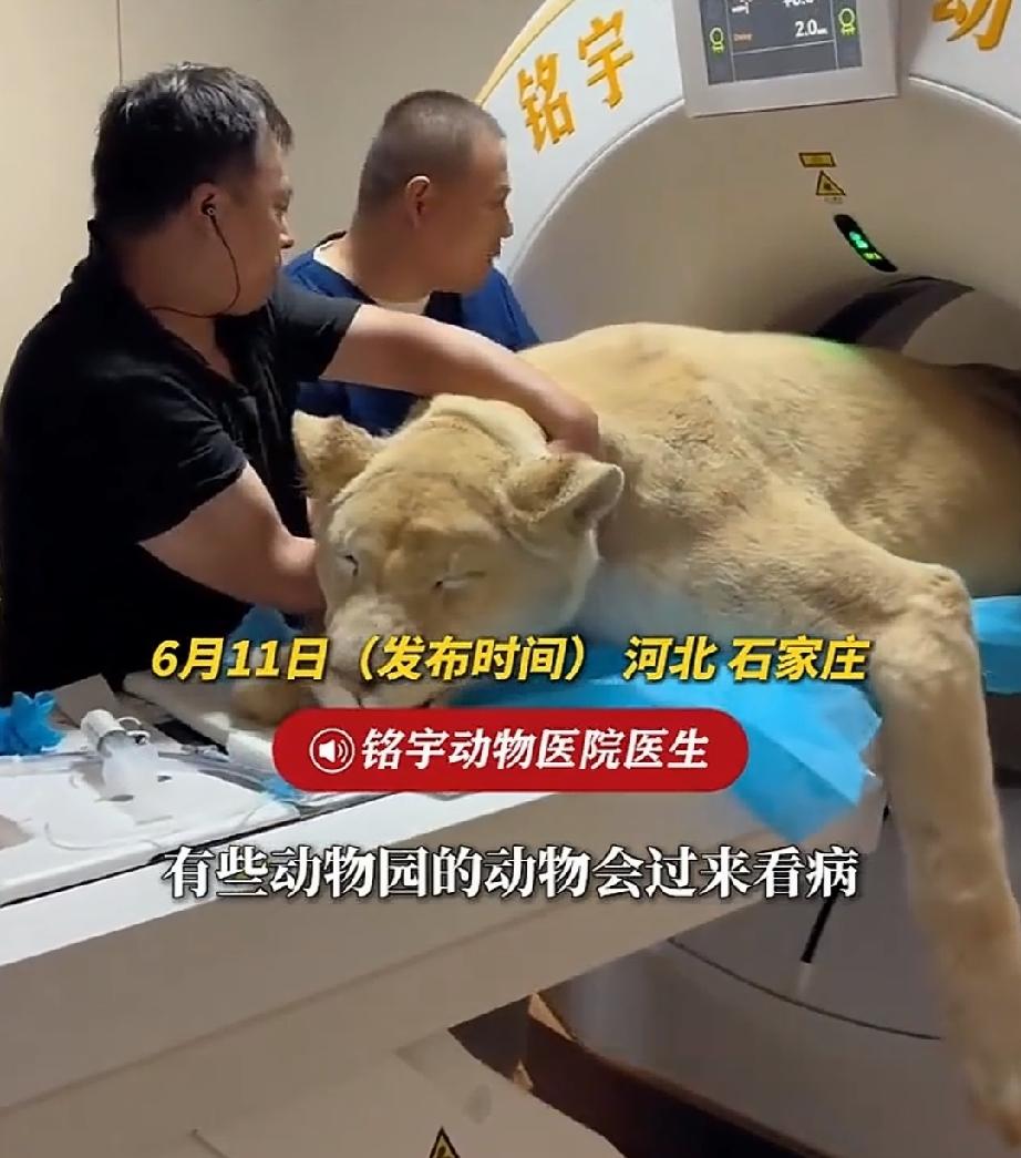 狮子是顶尖的肉食动物，在草原上威风凛凛，各种动物唯恐避之不及，有百兽之王之称。即