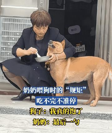 狗狗太幸福了奶奶这么宠爱它简直把它当孩子养了这是