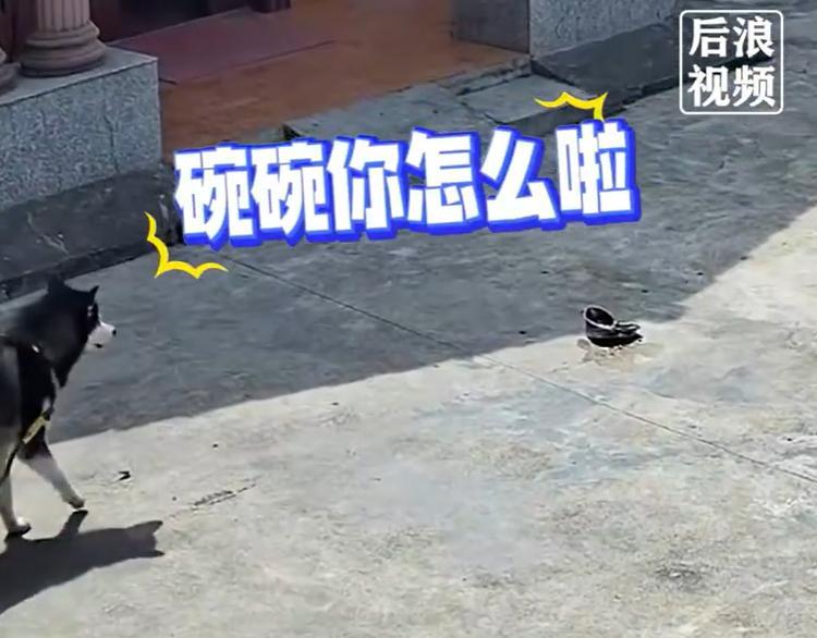 【#狗子目睹饭盆被车轮压扁愣在原地#】9月15日，湖南。主人开车回家进车库，不小
