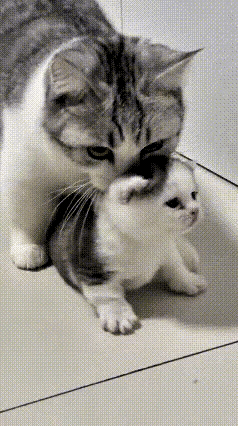 真的笑不活了！主人随口一句“把你家小崽子叼过来，给你好吃的”，猫妈居然当真了！