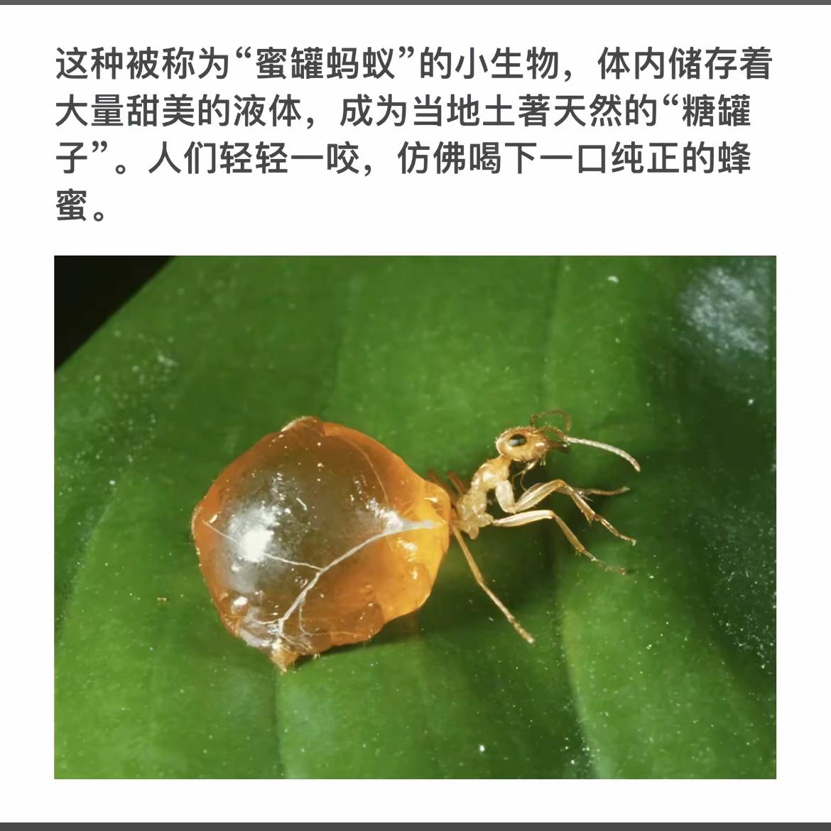 蜜罐蚂蚁：大自然的“糖罐子”，甜蜜的宝藏！🍯🐜