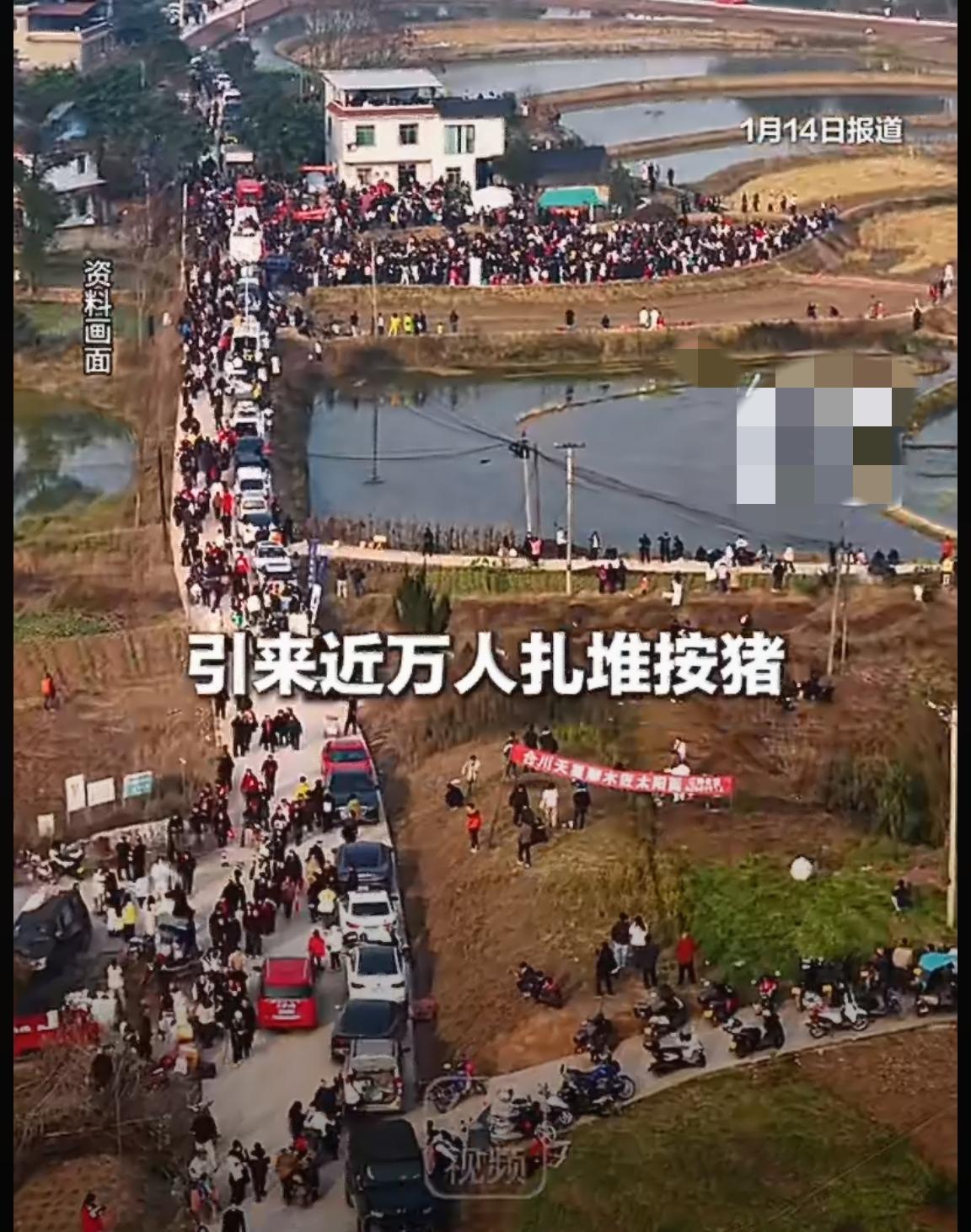 合川杀猪宴结束的第二天，呆呆一家没有出门，最舍不得的不是去跟风扎堆的网红，也不是