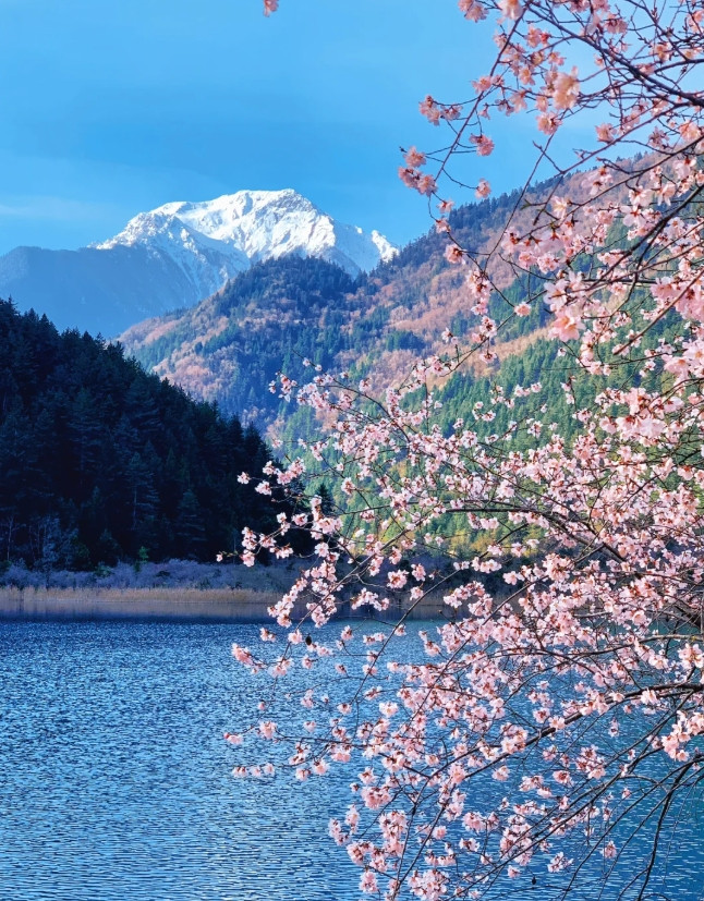 九寨沟绝美桃花雪景！5A天花板，必打卡机位大公开