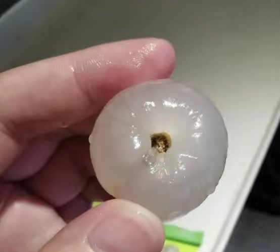 荔枝低血糖荔枝蒂黑色代表那是虫子排泄物（图一），荔枝蒂白色代表正常（图二