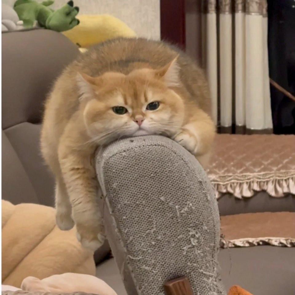 萌宠好好在家当猫，麻出去打猎了。