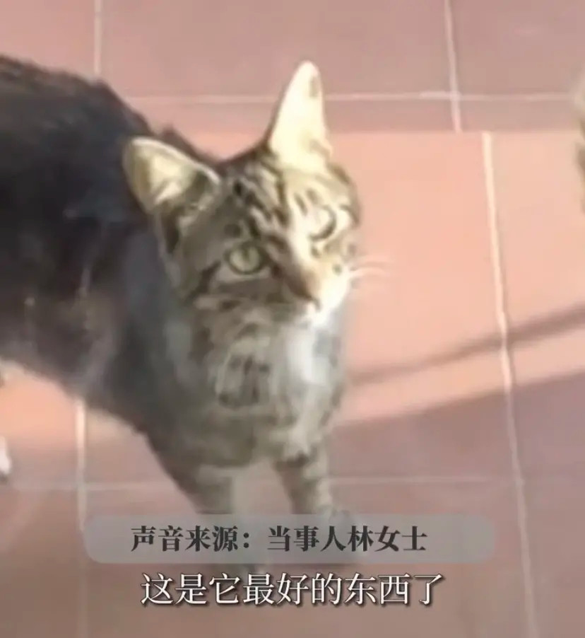 猫的报恩：女子投喂流浪猫一年多，猫咪送来猎物表达感谢！5月16日，据青豆