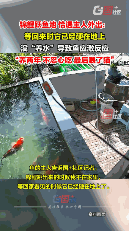 “这就是命啊！”近日，云南蒙自，一男子临时有事外出，不料，池塘中一条养了2年的锦