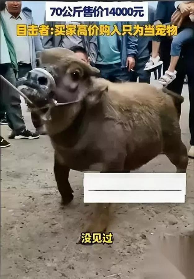 丽江出了头“迷你牛”2岁才到膝盖高一开始大伙都以为是刚生的牛犊，凑近一问