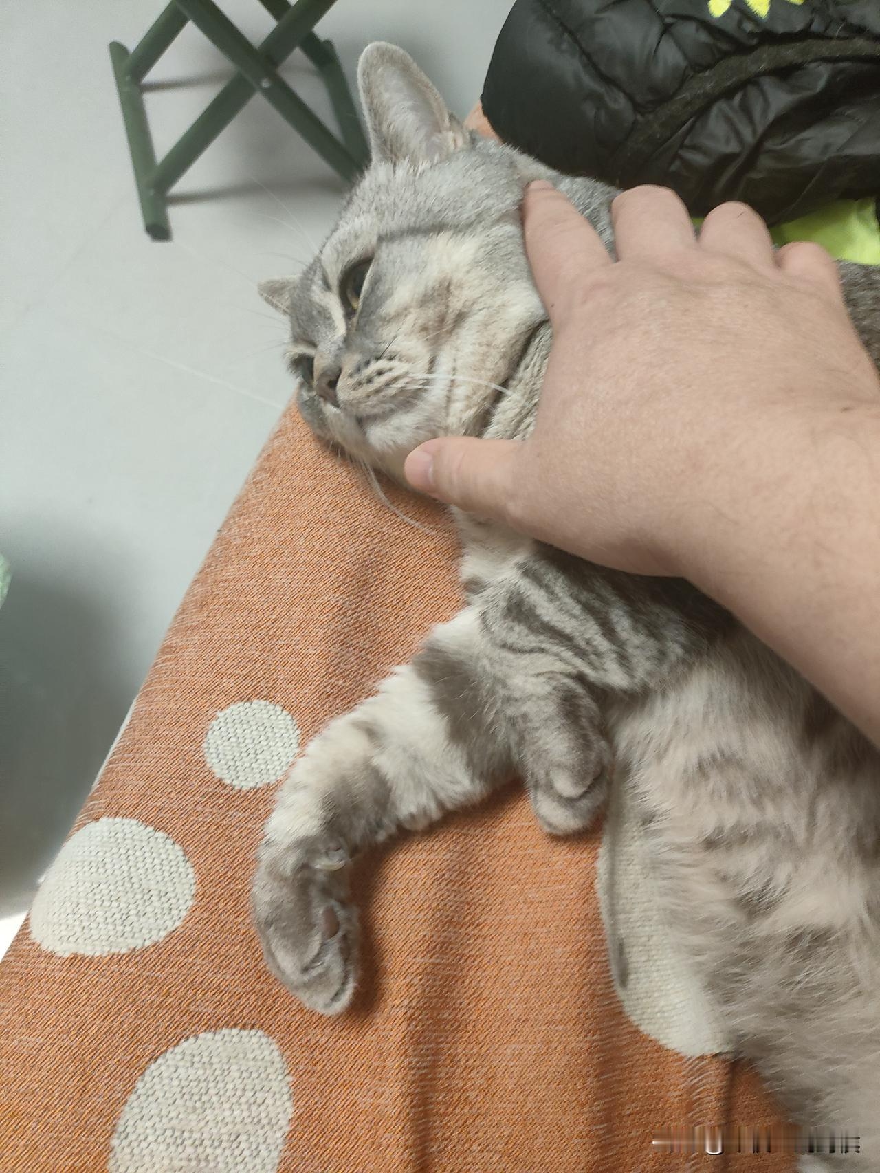 养了猫以后才知道，猫原来不是喵喵喵的叫的，而是哎哎哎或者么么么的叫。每天早上六