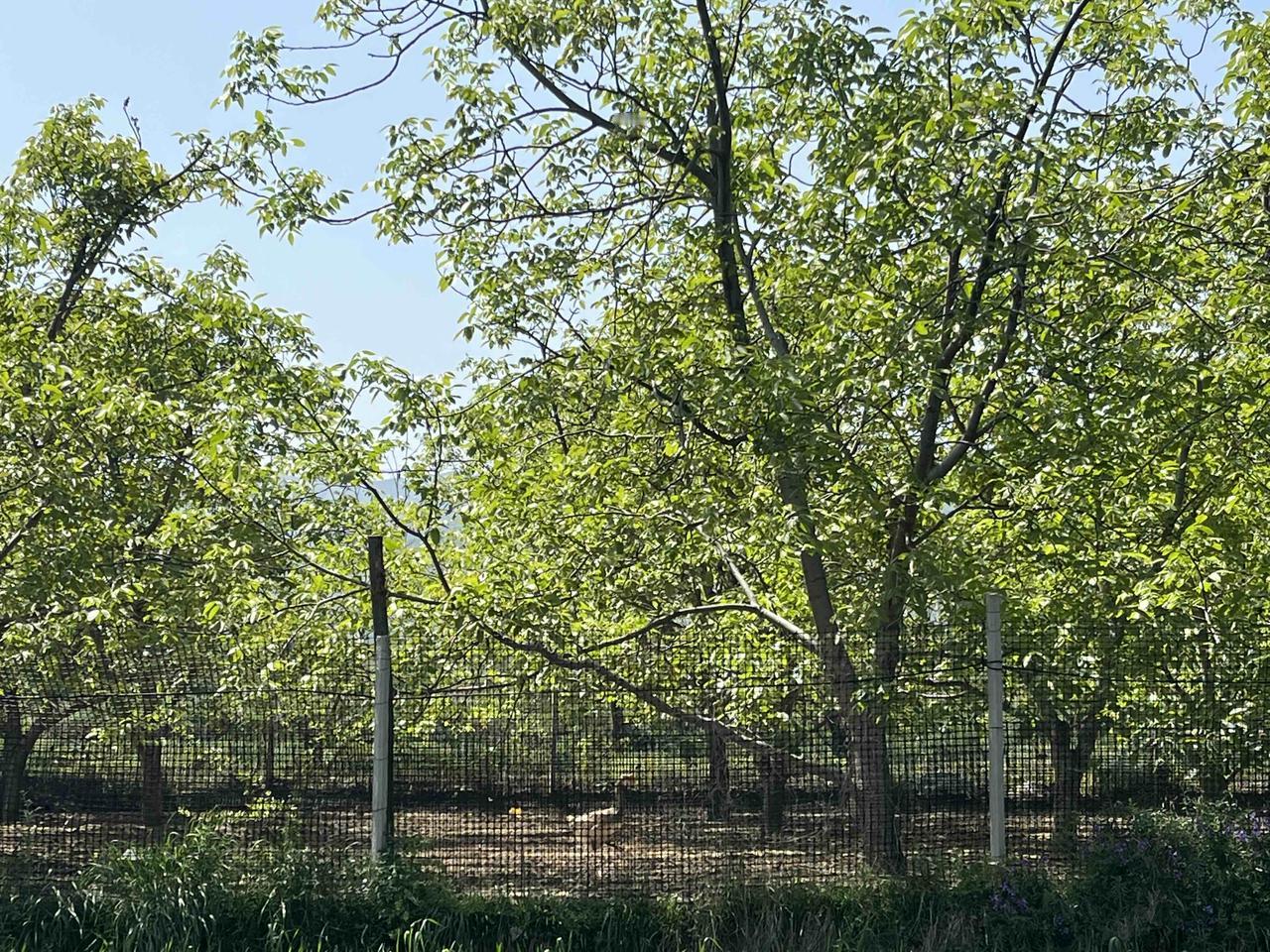山脚下的果园，外面围着铁丝网，里面养着鸡鸭鹅，在果园范围内可以自由活动，在这样相
