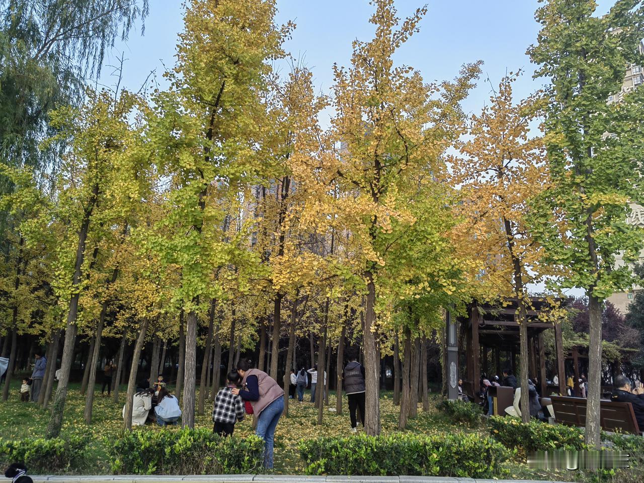 老爸的逻辑没毛病。按阴历今天是老爸82周岁的生日，由于上周天大家都赶着休息日聚