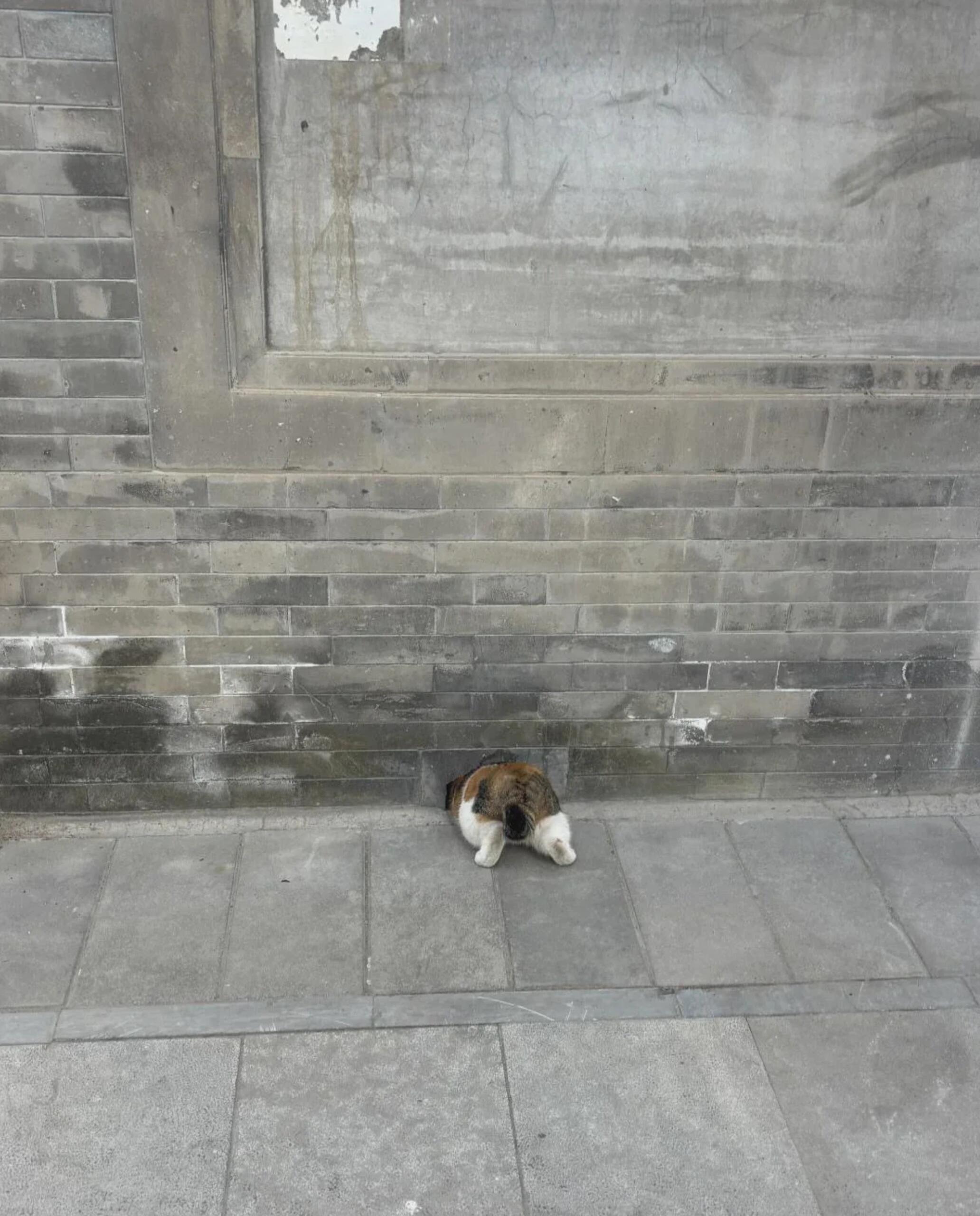 白云观的猫哈哈哈哈哈它成了猪咪！！难怪蹬不进去！