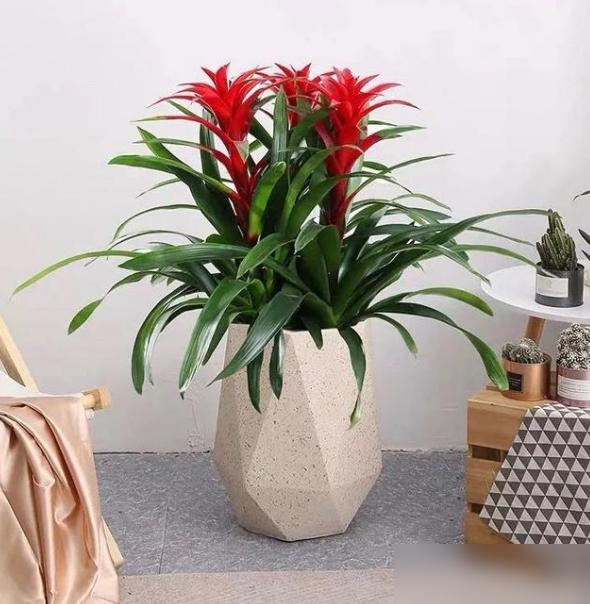 谁不想家里摆盆鸿运当头，红红火火旺一整年啊！最近逛花市，好多老板都在推这花，说它