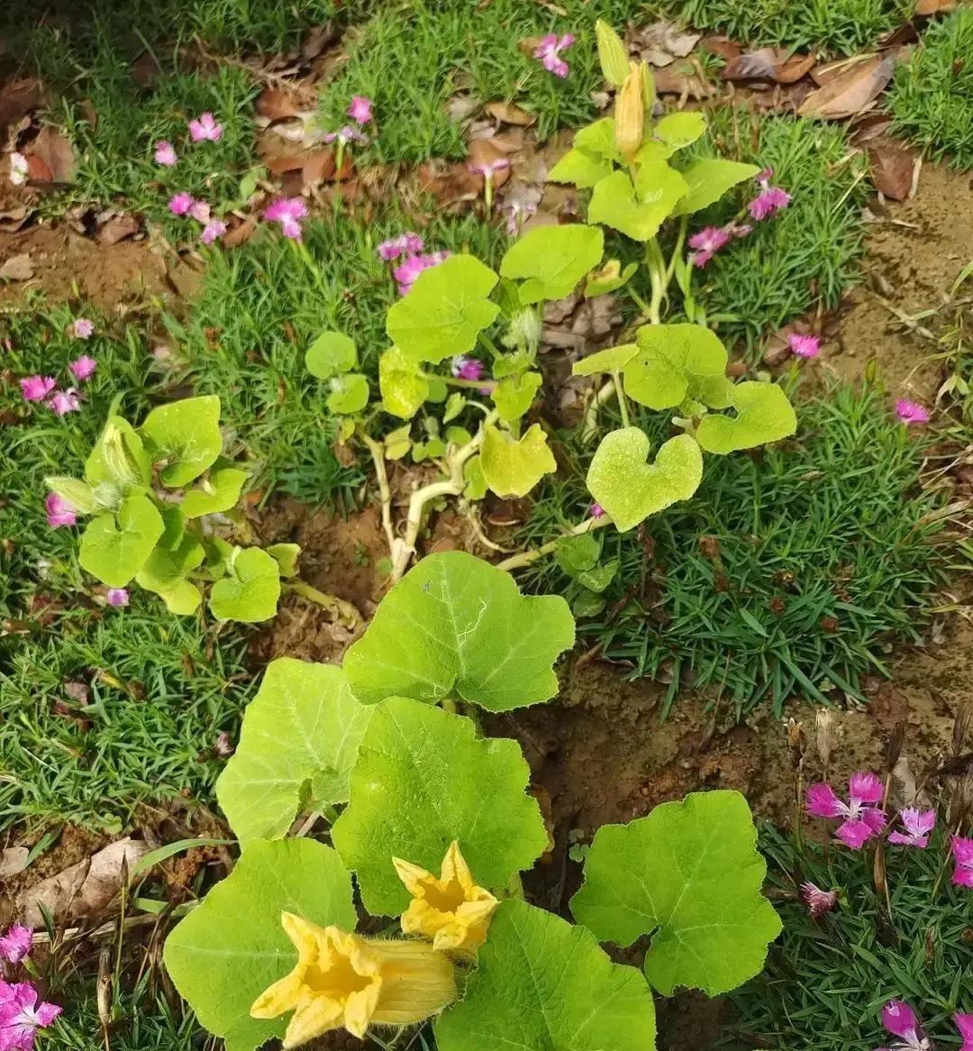 一对小情侣同居后女方怀孕，男方家突然把说好的十万彩礼涨到二十万，理由是“肚子都大