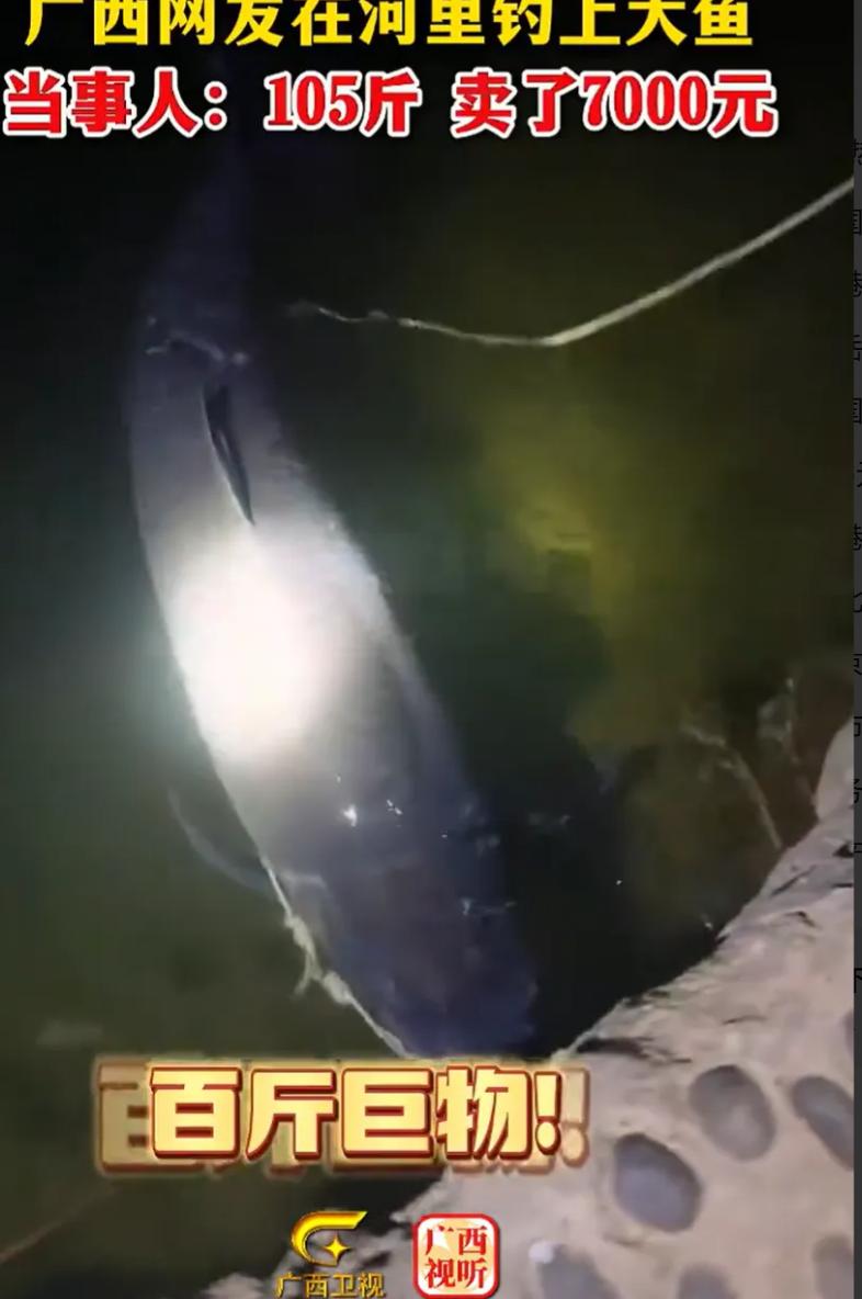 广西一男子夜钓，竟然钓了条105斤大鱼，本以为能大赚一笔，不料，他却7000元就