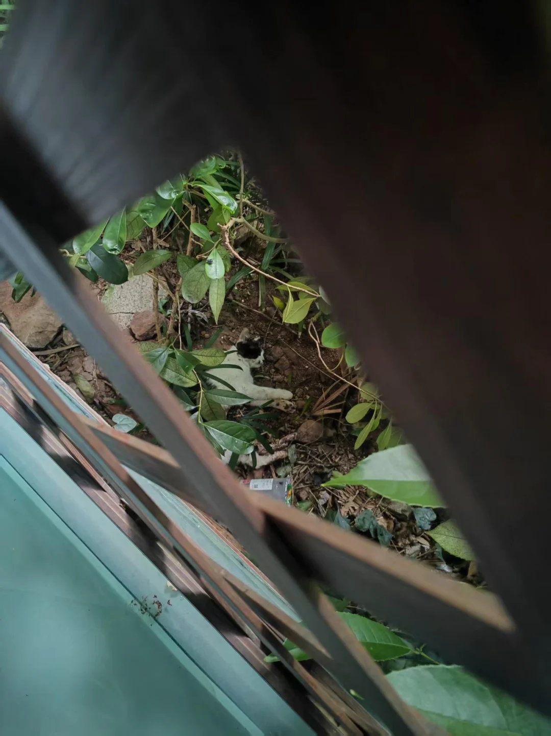 超黏人流浪猫TNR 放归第二天被黄鼠狼咬死…