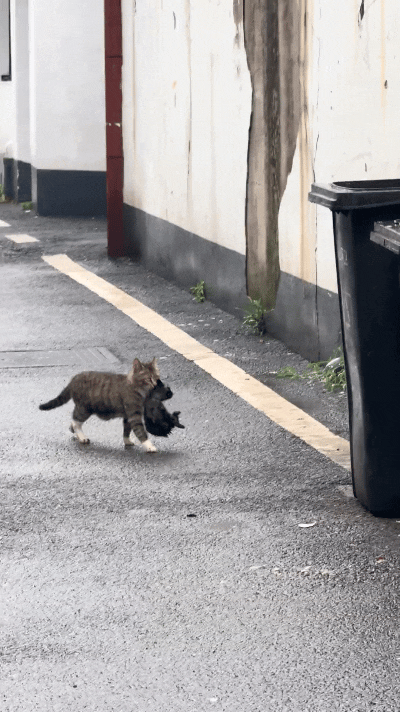 你瞅瞅这只狸花猫妈妈，嘴里叼着自家小黑奶猫，想着往墙头那边挪窝。先瞄着旁边垃圾桶