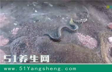 男子海边钓鱼时, 发现奇特一幕, 凑近细看之后大吃一惊