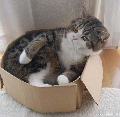 证明猫猫是一种液体的世界知名网红猫MARU，昨天去世了。​​​