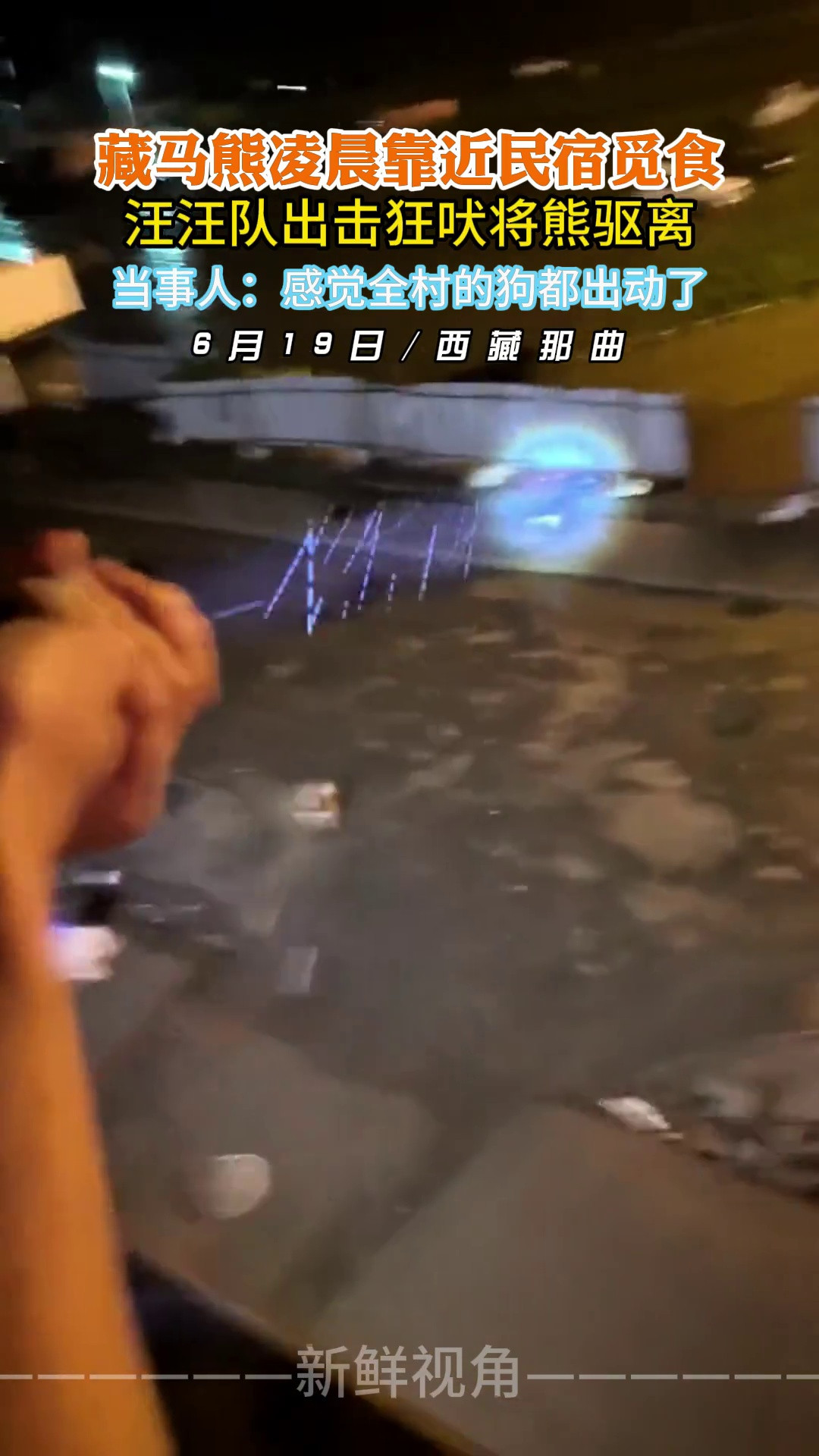 藏马熊凌晨靠近民宿觅食汪汪队出击狂吠将熊驱离