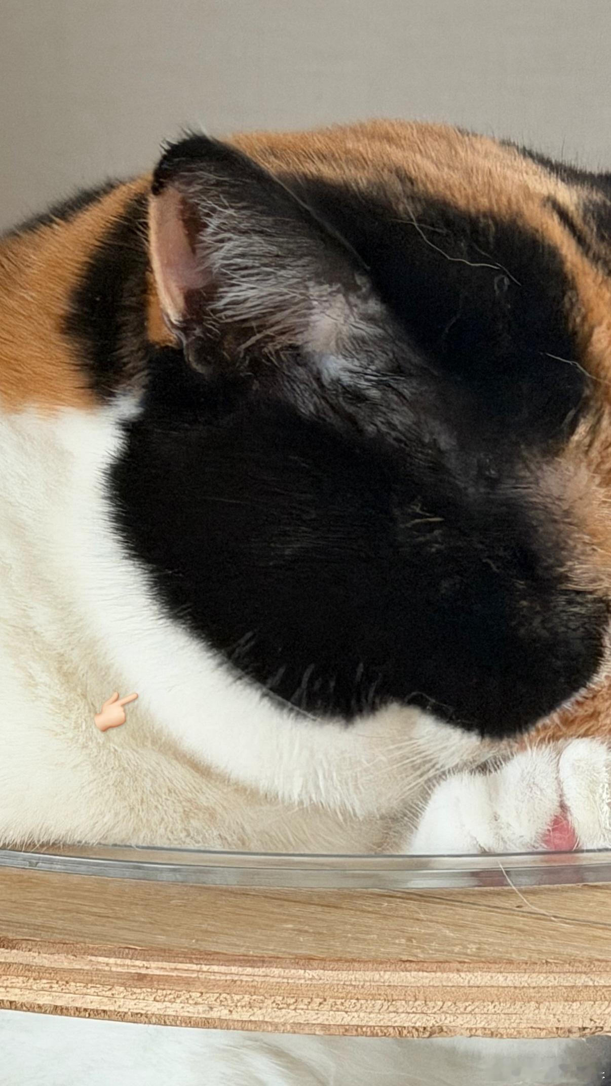 三花饭团猫的富贵包好明显🍙..cr：oage_cat