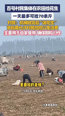 壮观！河北邢台，一片农田里，白百号村民集体捡花生，有开三轮车的，有拿麻袋的，有拿