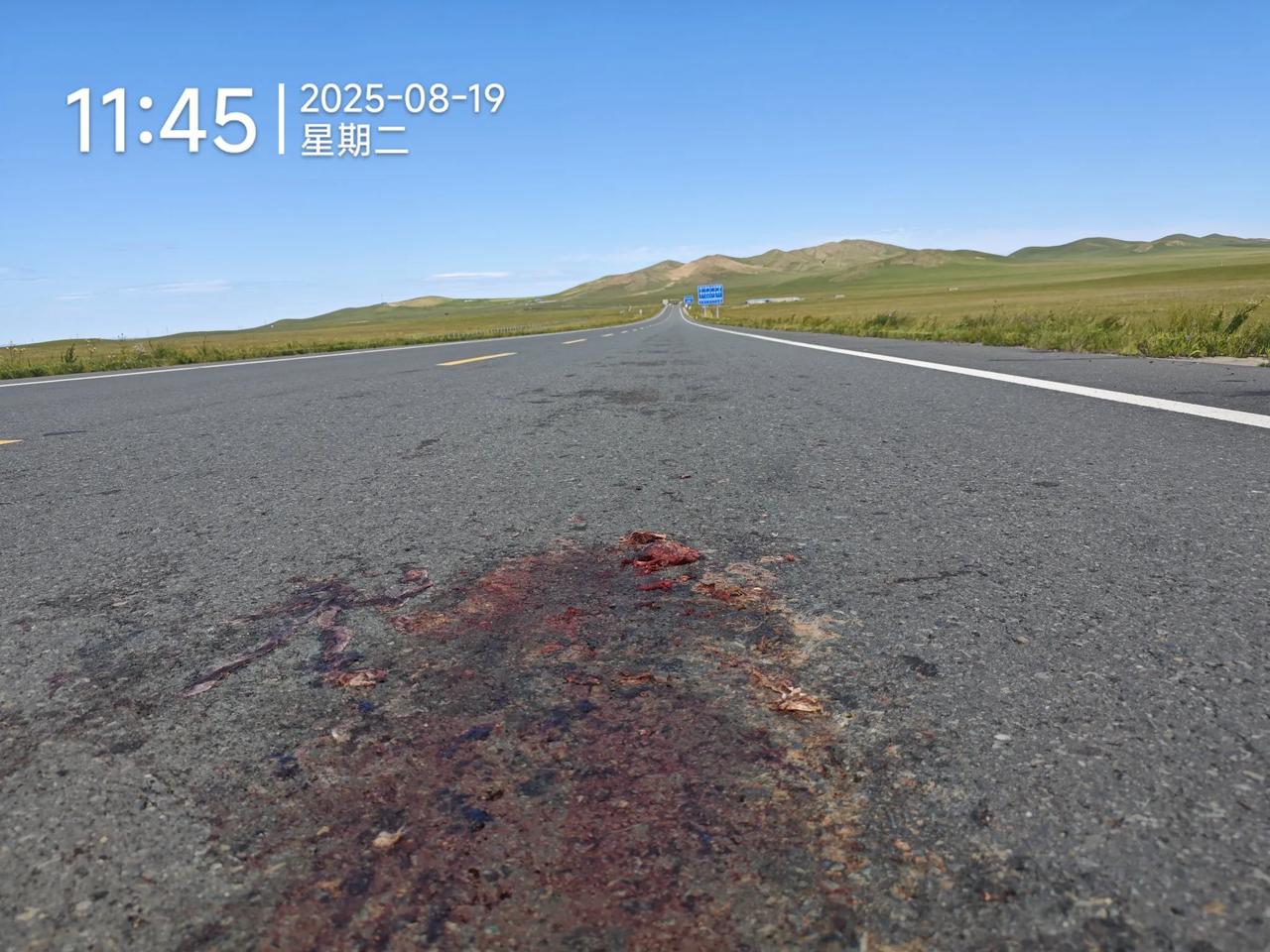 一只小可爱，应该不是兔子，耳朵比较短，惨死人类车轮之下……这片土地不仅仅属于人