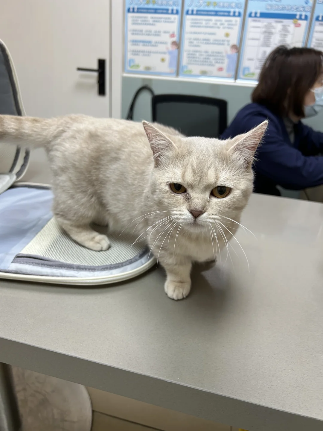 恭喜小橙子绝育完成啦