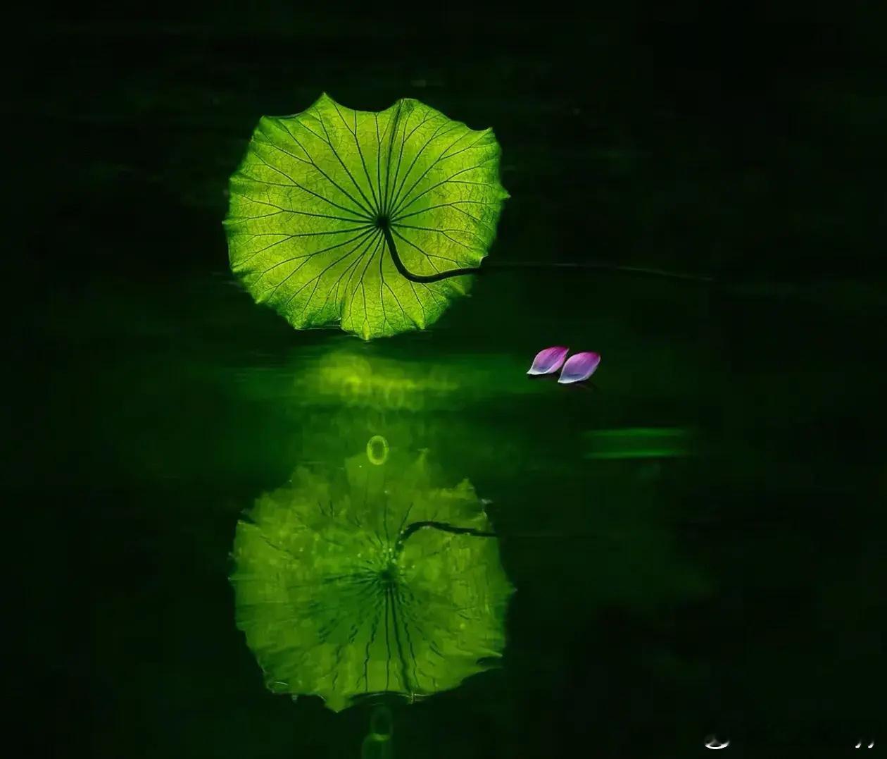 早安“荷花魅影…”青荷映水，魅影惊鸿，温柔浪漫。一池碧色，半塘荷香，岁月安然。