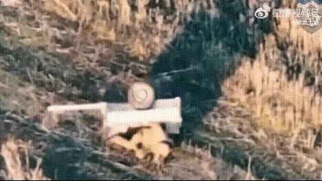 这是俄乌战场上的一幕，一名散兵看到对方的无人机来了，广袤的大地上根本无处躲藏，他