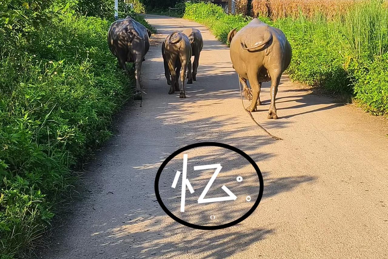 看到别人放牛，我就想起了小时候放牛的情景。从一年级到六年级，暑假寒假还有周末，天