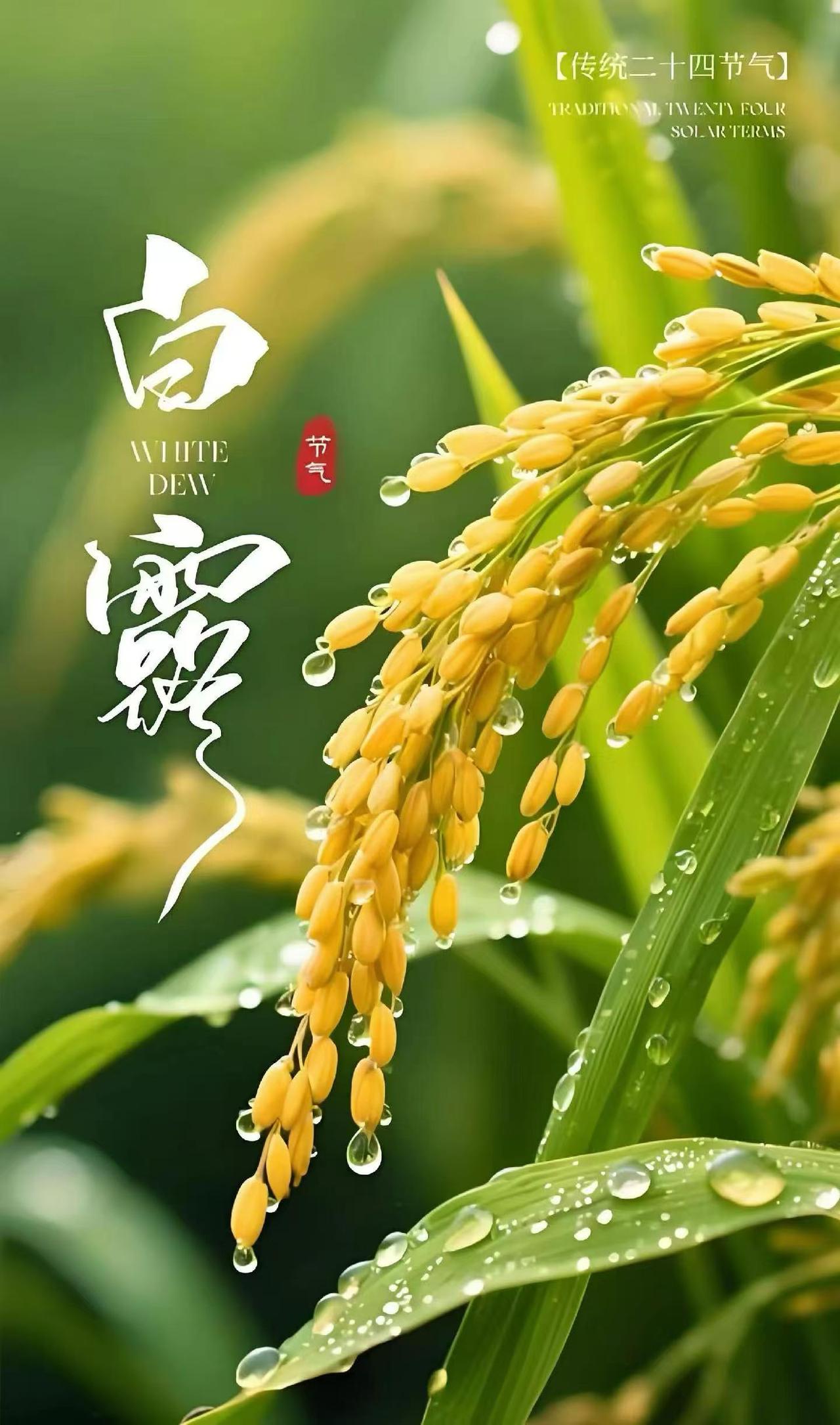 越品味越有道理。如同田里的稻子，籽粒越是饱满沉甸甸，越是低头弯腰。反观空空瘪瘪的