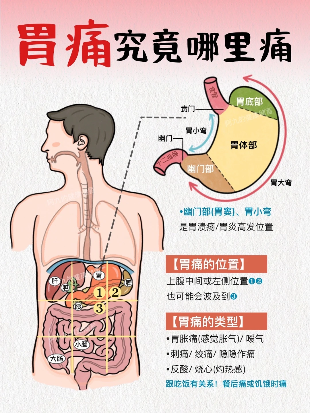 胃痛别硬抗！一篇搞懂胃痛时养胃的底层逻辑