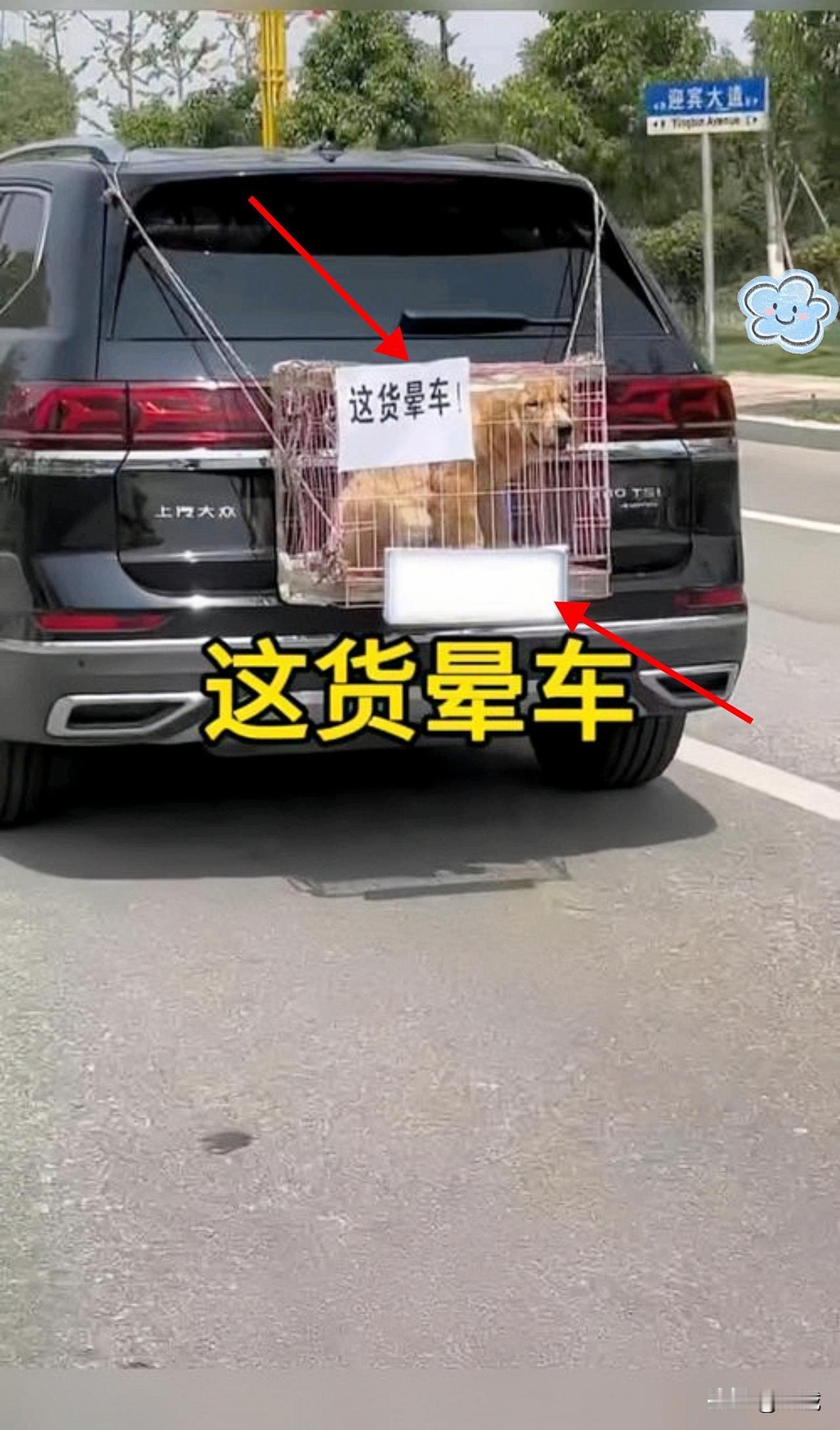 它被拴在车尾，路人纷纷皱眉……直到看清那张纸条！国庆车流中，一只蹲在车尾的金