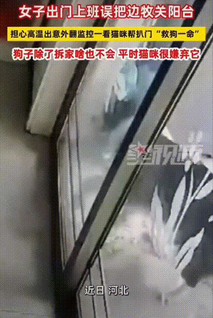 太聪明了！河北，女生家养了边牧和猫咪，出门上班误把边牧关阳台，到了单位才想起来，