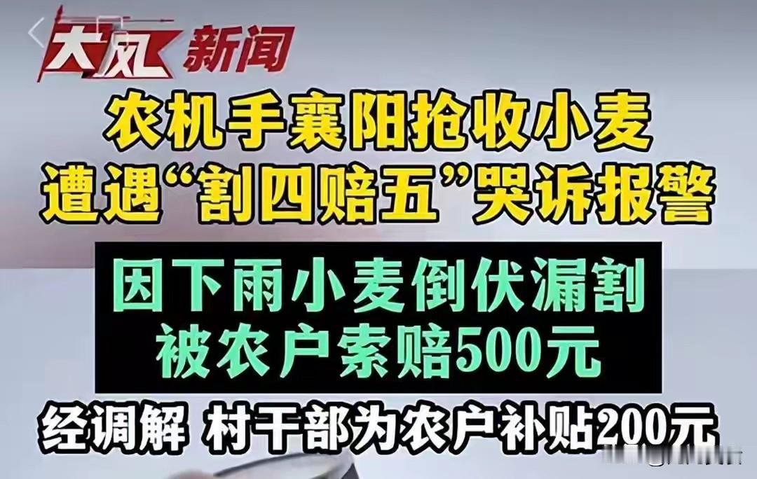 割四赔五事件：不能止步割麦夫妇删视频跑路麦收汛期，湖北襄阳小麦遭遇连续阴雨