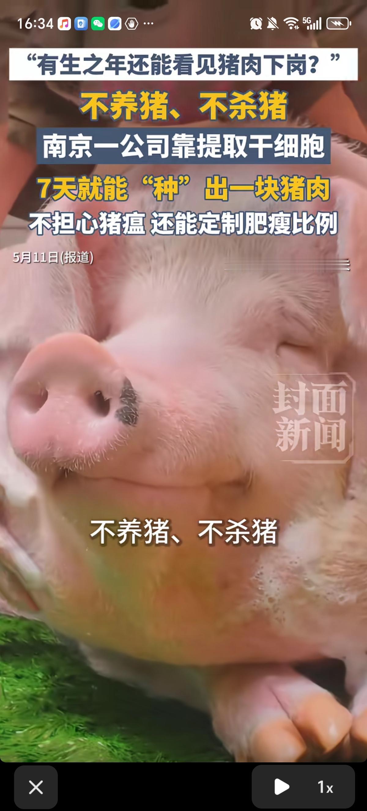 我们有望吃上恐龙肉了？南京周子未来食品科技有限公司推出了的细胞培养猪肉的方法，该